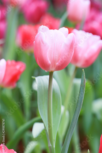 Colorful tulip field, summer flowerwith green leaf with blurred flower as background photo