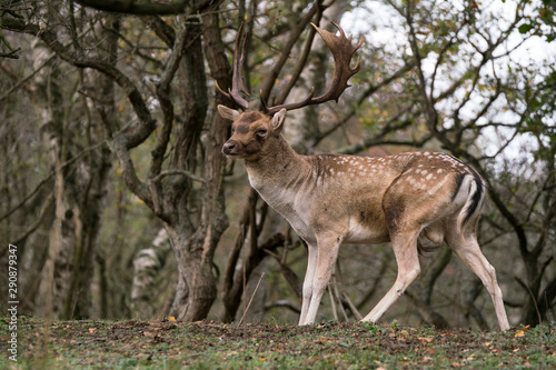 Fallow deer (Dama dama) in rutting season in  the forest of Amsterdamse Waterleidingduinen in the Netherlands.