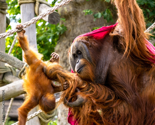 Baby orangutan plays with his father draped in a magenta blanket, lovingly grooming his son. 