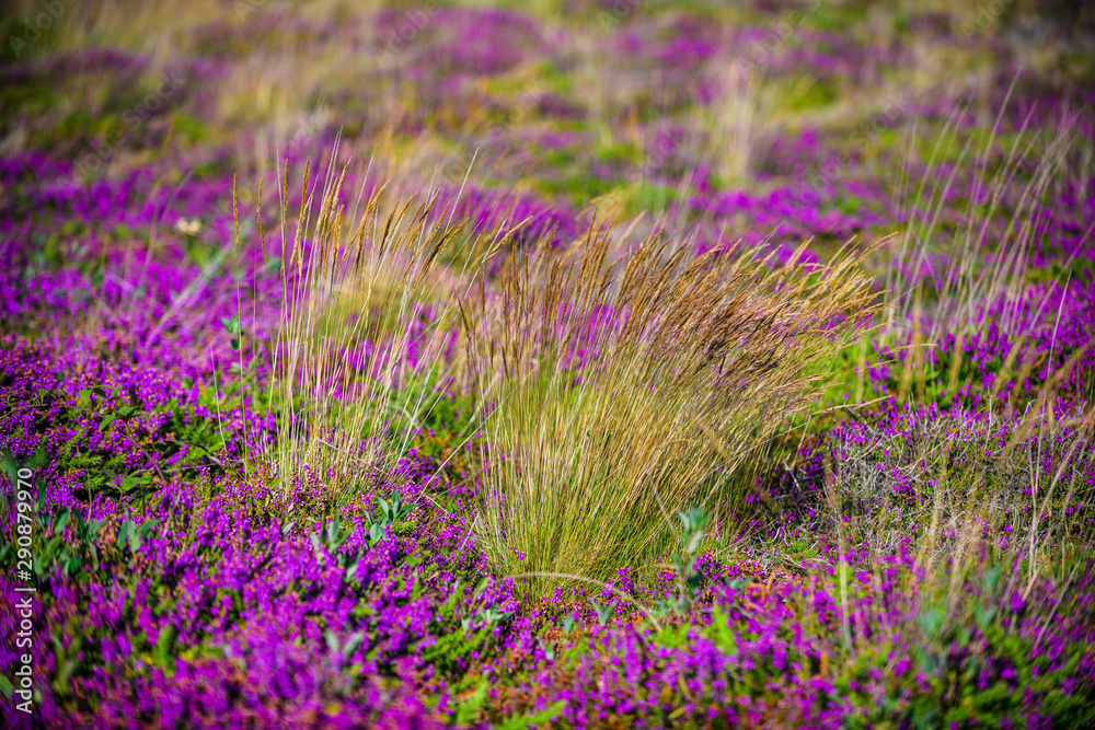 Obraz premium Blooming heather near the village of Plumanah. The coast of pink granite is a unique place in Brittany. France