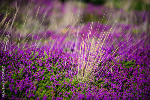 Blooming heather near the village of Plumanah. The coast of pink granite is a unique place in Brittany. France