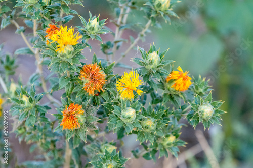orange yellow green Safflower plant  photo