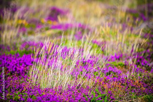 Blooming heather near the village of Plumanah. The coast of pink granite is a unique place in Brittany. France