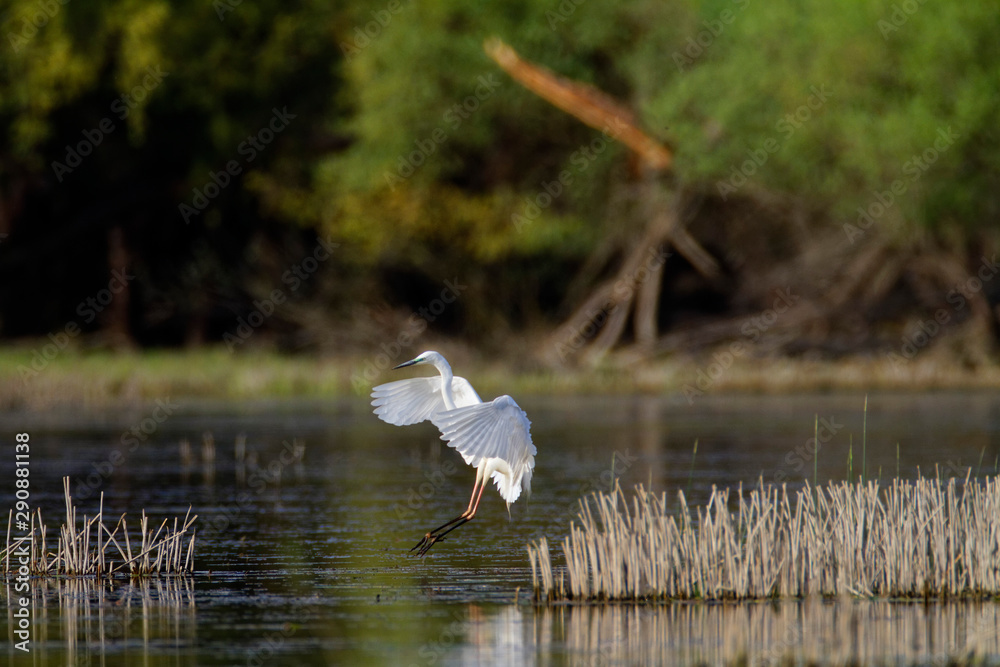 The great egret (Ardea alba) from Kopacki rit Nature park, Croatia The great egret (Ardea alba) from Kopacki rit Nature park, Croatia