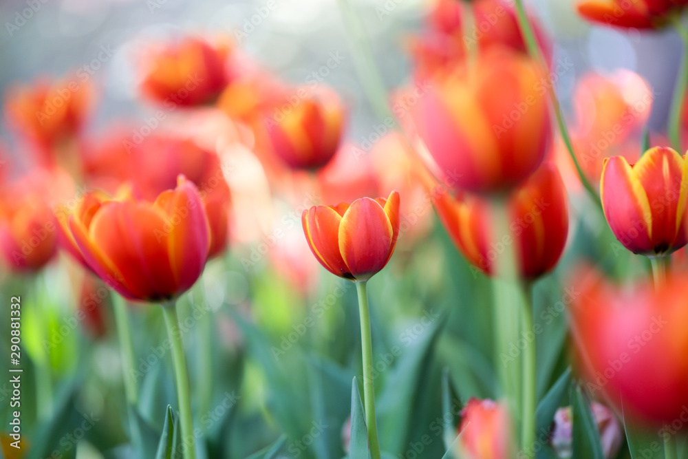 Fresh colorful beautiful tulips field in nature Fresh colorful beautiful tulips field in nature
