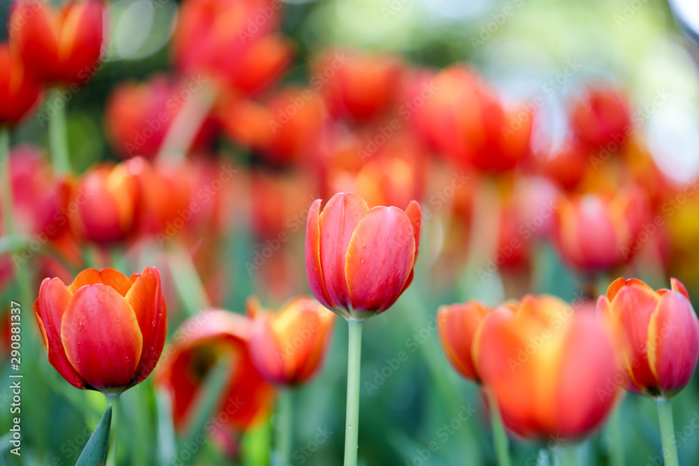 Fresh colorful beautiful tulips field in nature