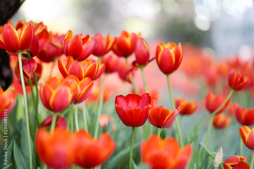 Fresh colorful beautiful tulips field in nature Fresh colorful beautiful tulips field in nature