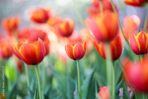 Fresh colorful beautiful tulips field in nature