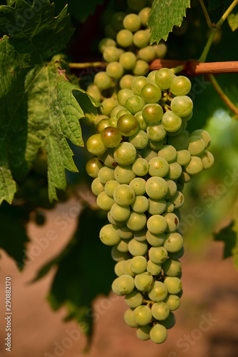 Green still unripe bright grapes hanging on a vine in summer in Sicily on a vineyard in the sun in summer and ripen