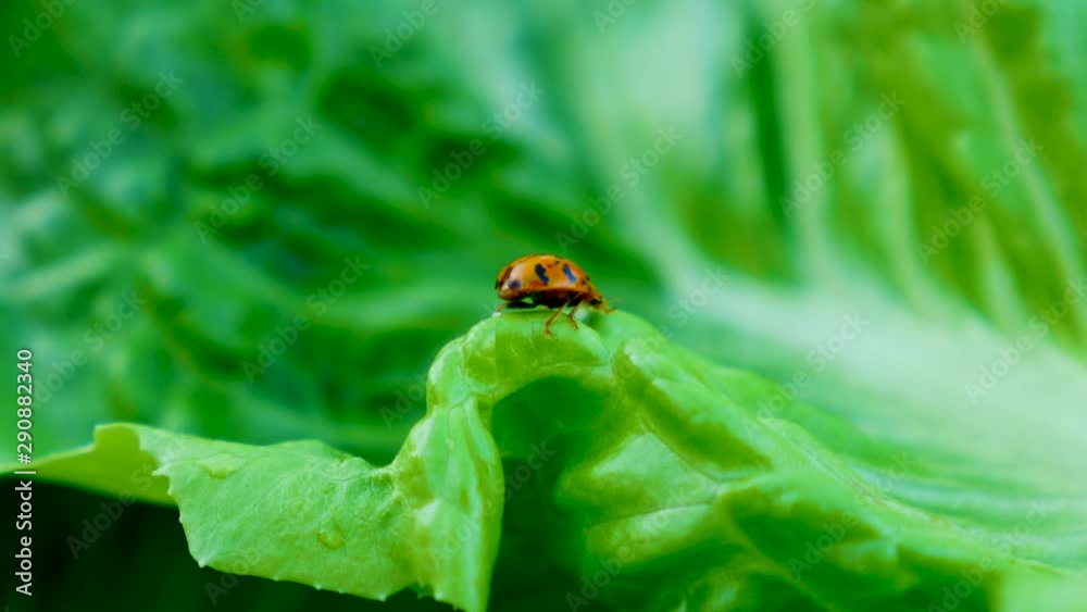 close-up of lady bug in green plants, lady bug sitting on green vegetable on backyard. close-up of lady bug in green plants, lady bug sitting on green vegetable on backyard.