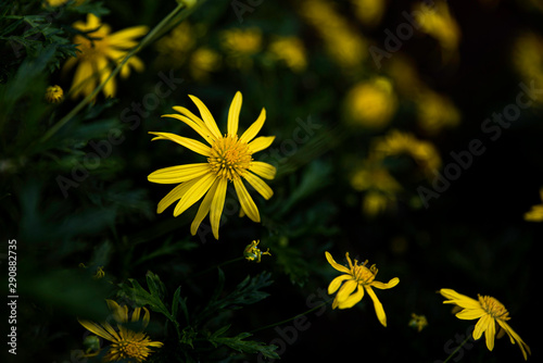 Close up of bright Yellow petals of flowers highly contrasting with black background 