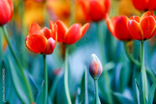 Colorful and beautiful fresh tulips with green leaf in park and nature