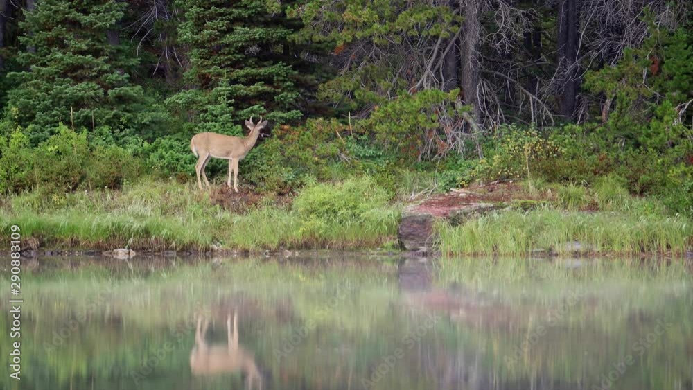 Wild deer eating grass in the Fishercap Lake Wild deer eating grass in the Fishercap Lake