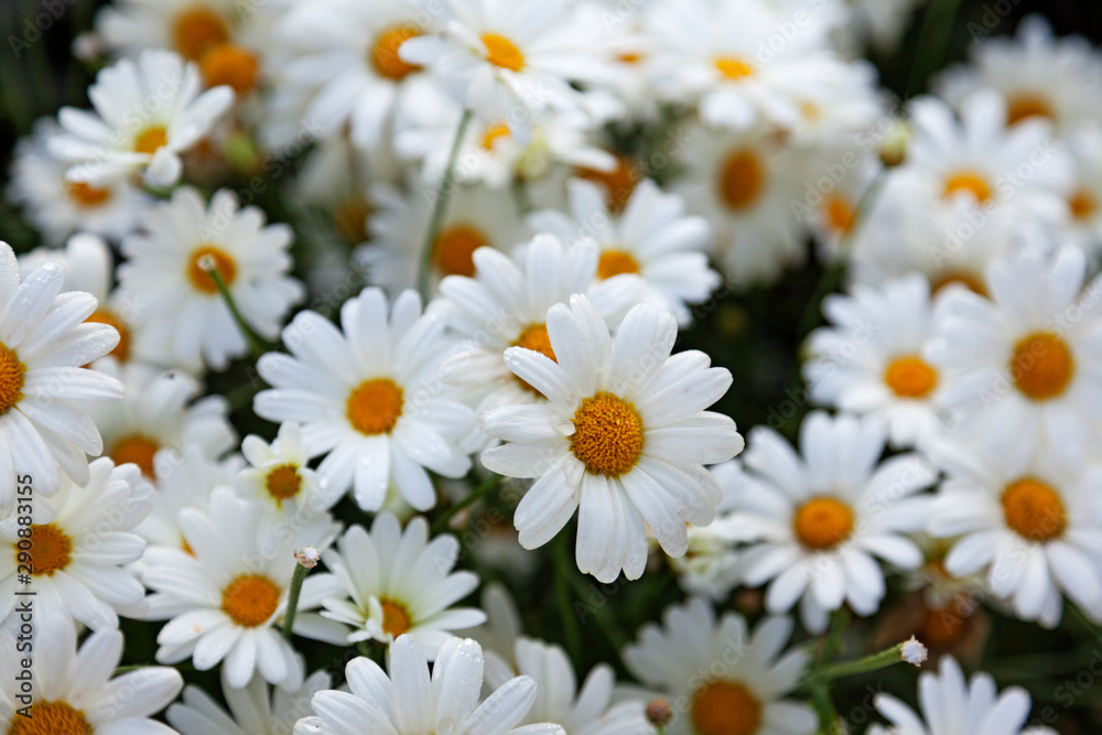 lots of daisies-like flowers in a park west of town in Umea lots of daisies-like flowers in a park west of town in Umea