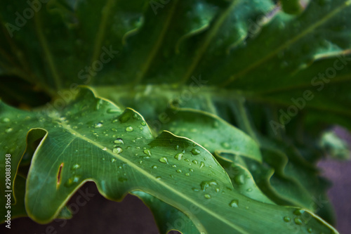 many raindrops on green leaves in a rainy season day.
