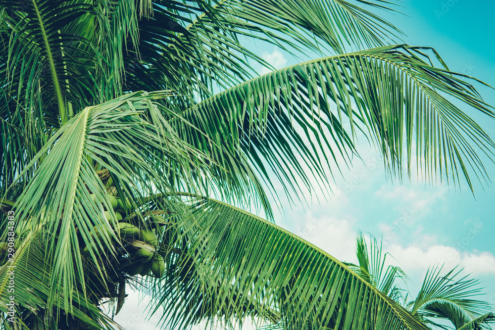 Fototapeta premium Coconut palm tree foliage under sky. Vintage background. Retro toned poster.