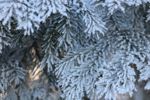 snow covered fir branches