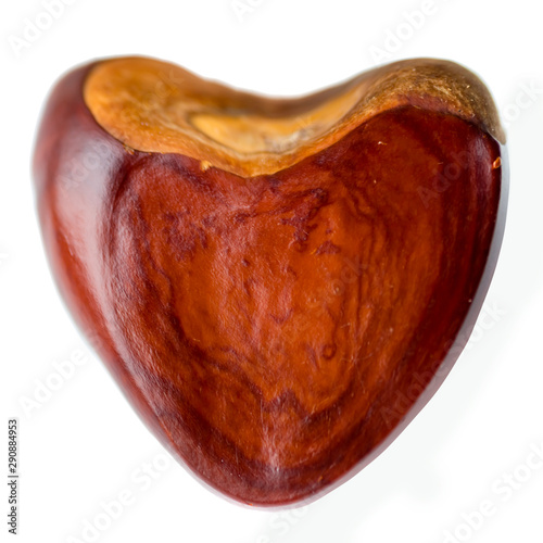 Single chestnut isolated on a white background