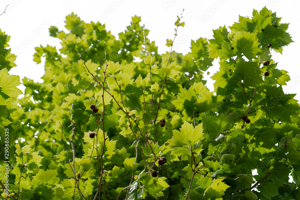 The natural texture of Maple leaves in spring with natural light sunset of the sun with dramatic yellow and orange sky. Image depth of field. The natural texture of Maple leaves in spring with natural light sunset of the sun with dramatic yellow and orange sky. Image depth of field.