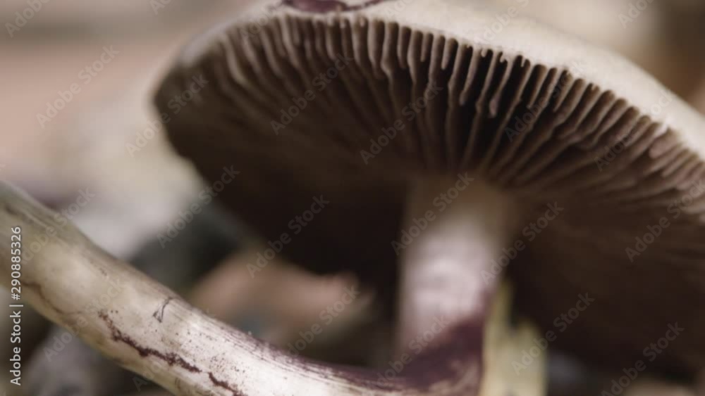 Magic Mushrooms isolated on white background psychoactive drugs hallucinations Magic Mushrooms isolated on white background psychoactive drugs hallucinations
