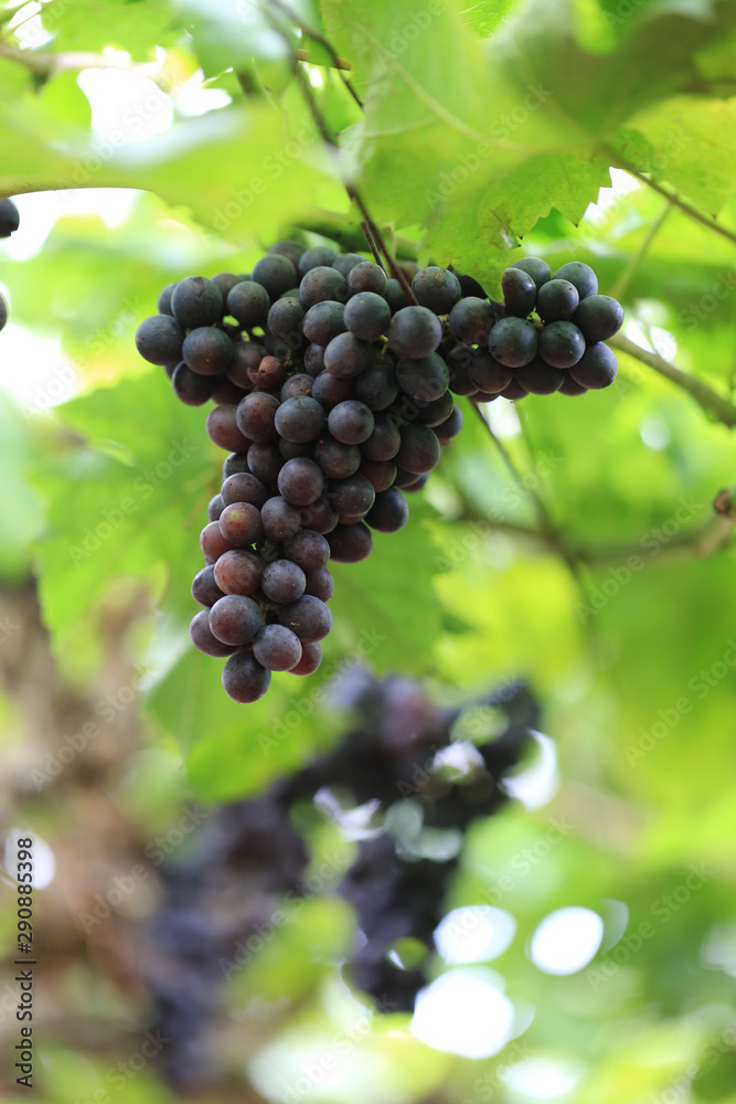 Green grape plant with green leaf, red root, fresh green and red grape for eating or making wine