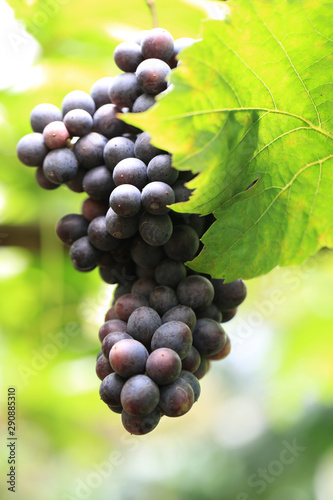 Wallpaper Mural Green grape plant with green leaf, red root, fresh green and red grape for eating or making wine Torontodigital.ca