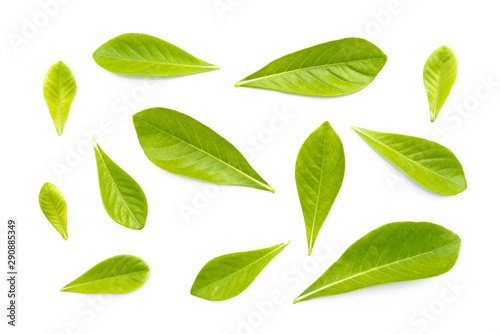 The natural texture of seamless foliage close-up. Fresh green leaves isolate on white background with young spring of the plant.