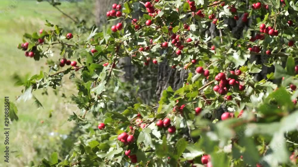 A bunch of small red berries on a tree branch. On the wind. A bunch of small red berries on a tree branch. On the wind.