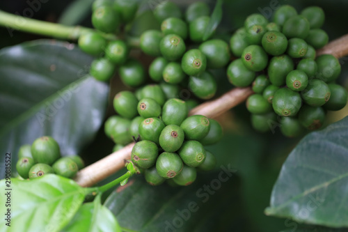 Fresh raw coffee bean seed on coffee plant in nature for making popular beverage.