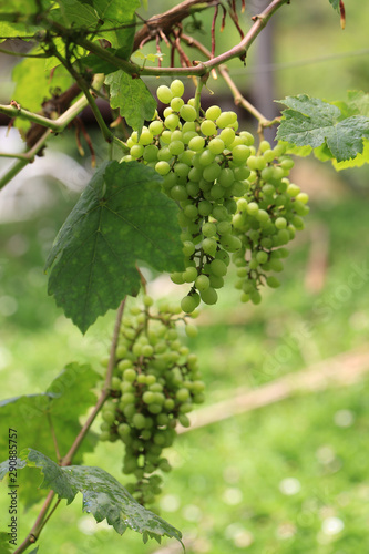 Wallpaper Mural Green grape plant with green leaf, red root, fresh green and red grape for eating or making wine Torontodigital.ca