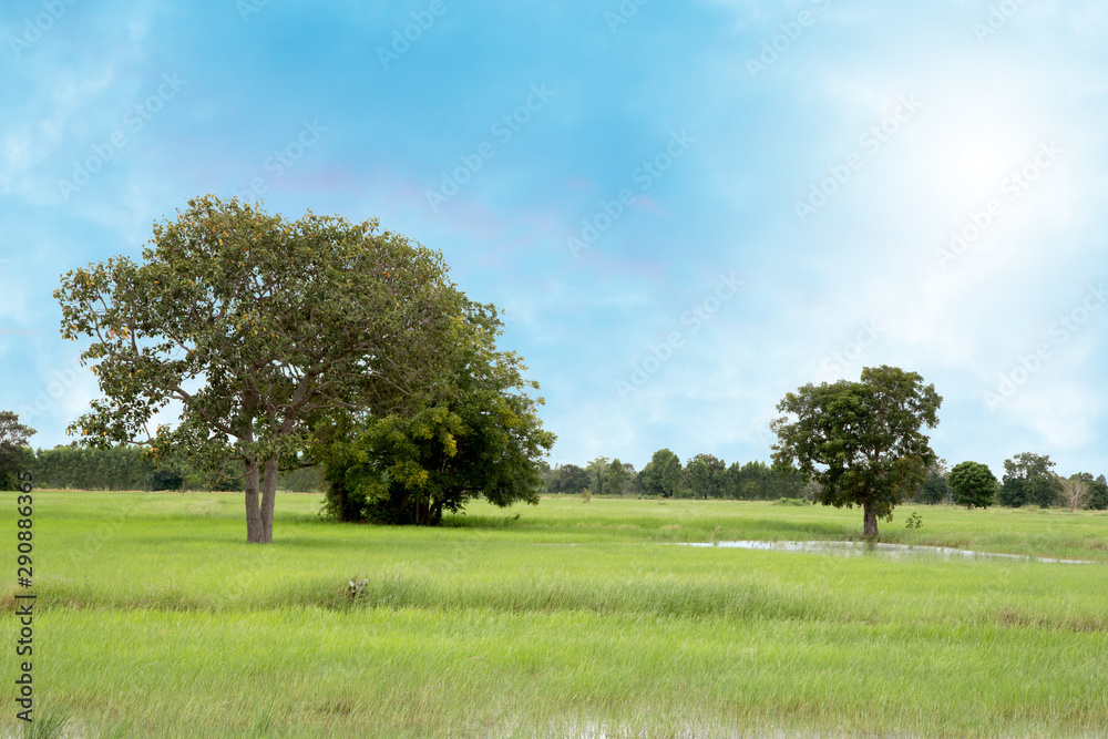 Isolated tree on white background Isolated tree on white background