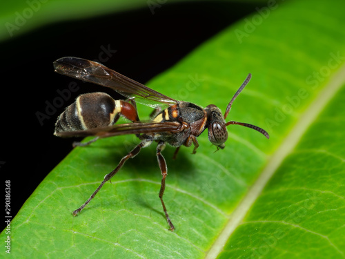 Macro Photo of Paper Wasp on Green Leaf