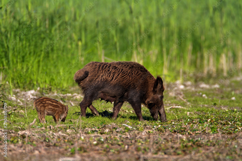 Wild boar feeding in Kopacki rit Nature Park, Croatia