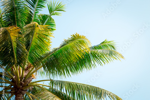 Palm tree in the background of a clear blue sky. Background - tourism, travel and leisure.