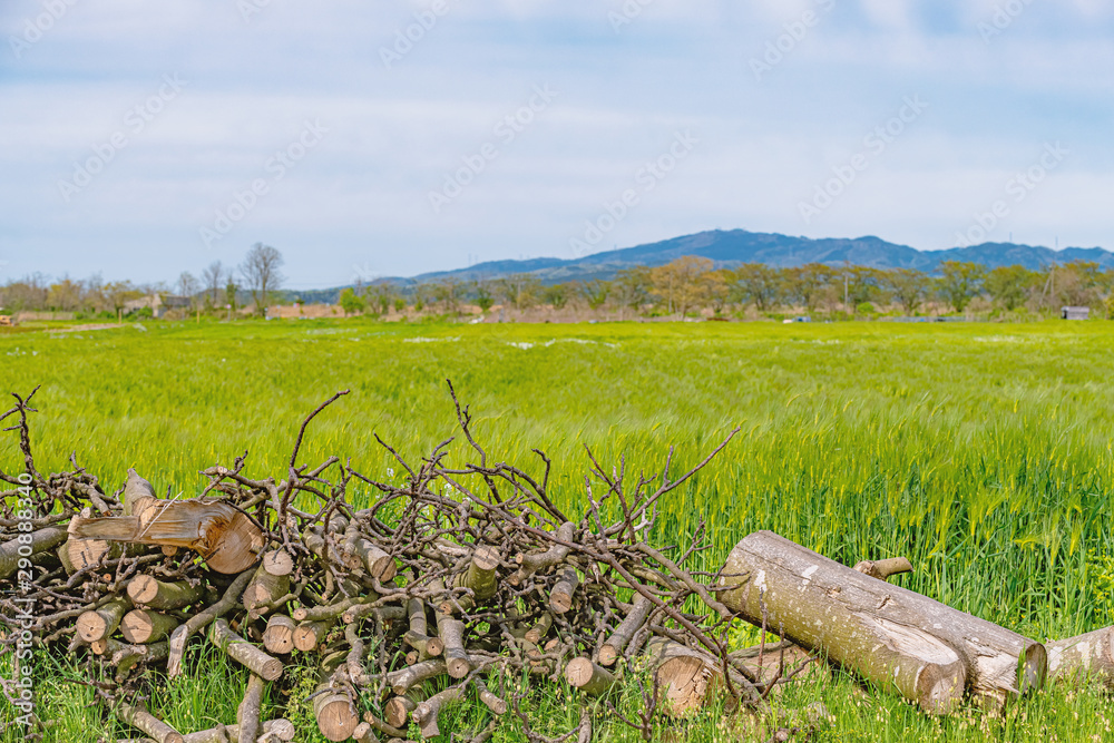 Obraz premium 春の田園風景