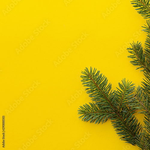 Christmas tree branch on a bright yellow background