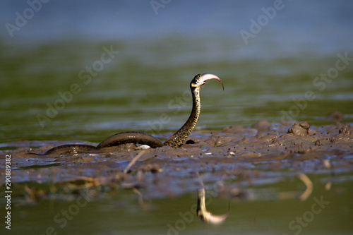 Grass snake eating a fish in Kopački rit, Croatia © Goran