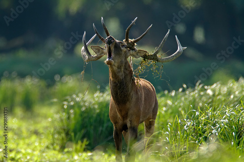 Fototapet Deer rut in Kopacki rit, Croatia