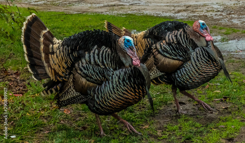 Strutting Turkeys-02