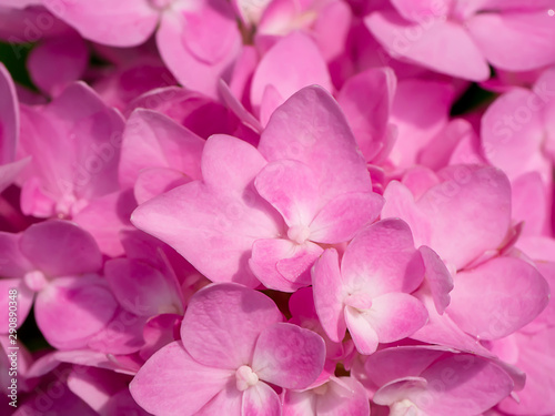 Close up pink Hydrangea flower.