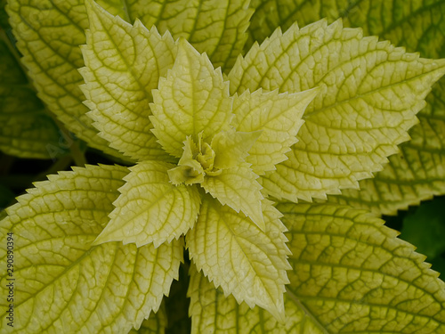 Close up yellow Hydrangea leaves. photo