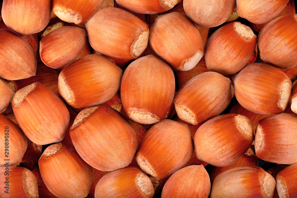 Hazelnuts. Food background, photo wallpaper. Macro close up Hazelnuts. Food background, photo wallpaper. Macro close up