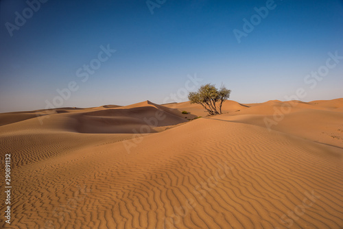 the lonely tree in the desert surrounded by the sand dunes 