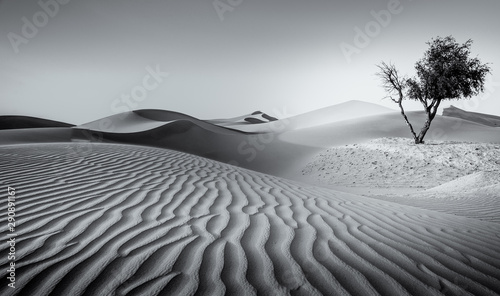 Fototapeta Naklejka Na Ścianę i Meble -  the empty desert withers dried trees in a monochrome tone which shadows and light, contrast in landscape format showing the empty area with only sand and dunes in the foreground and background