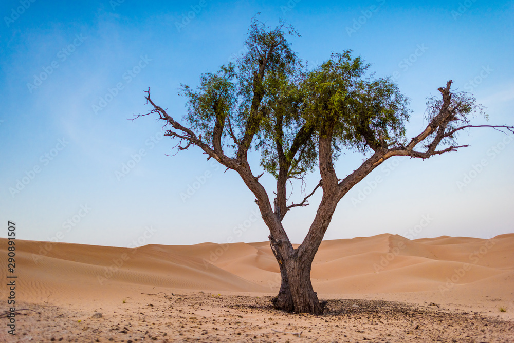 the lonely tree in the desert surrounded by the sand dunes the lonely tree in the desert surrounded by the sand dunes