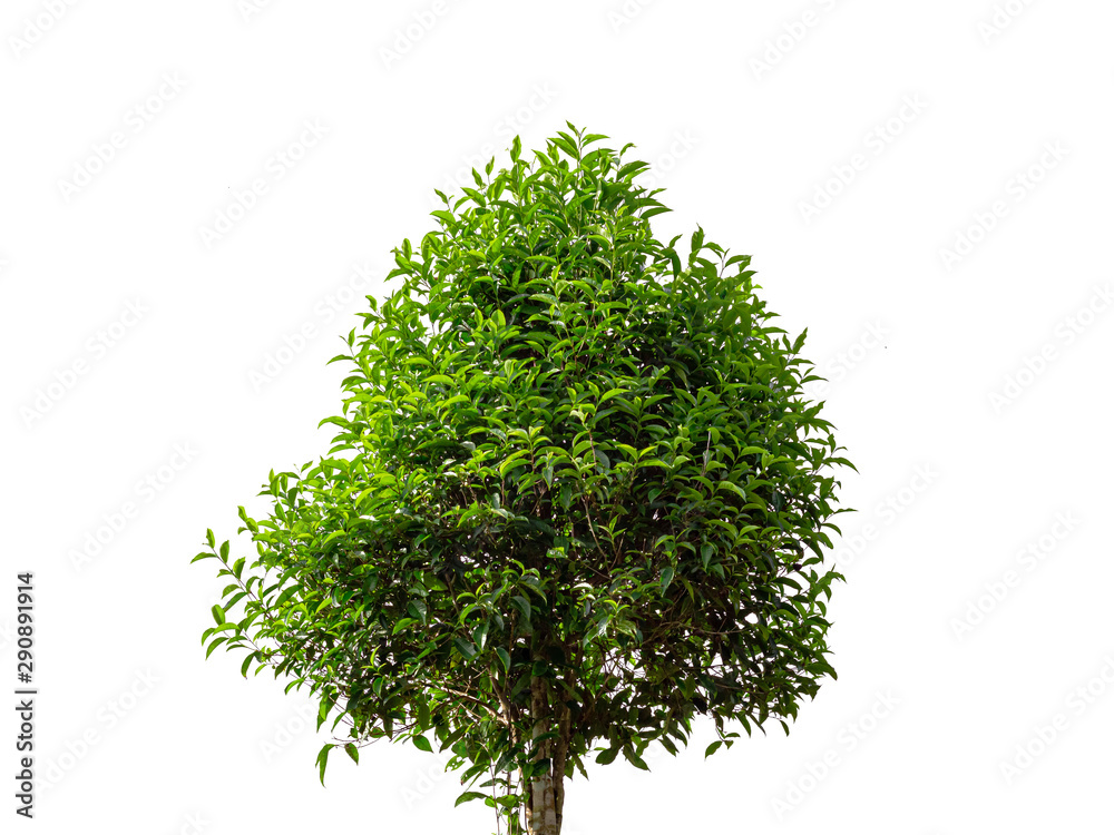 Fototapeta premium Green tea tree leaf isolated on white background