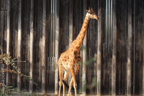 Girafe au zoo du Parc de la T  te d Or    Lyon - France