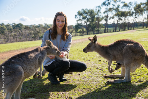 Hand Feeding Kangaroos in Australia photo