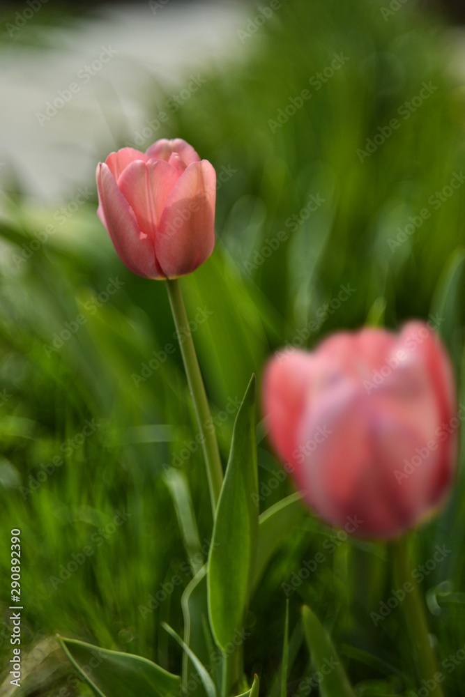 Pink tulips in pastel coral shades on a blurred natural green background, close-up. Fresh spring flowers in the garden with soft sunlight. Pink tulips in pastel coral shades on a blurred natural green background, close-up. Fresh spring flowers in the garden with soft sunlight.