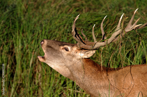 Deer rut in Kopacki rit  Croatia